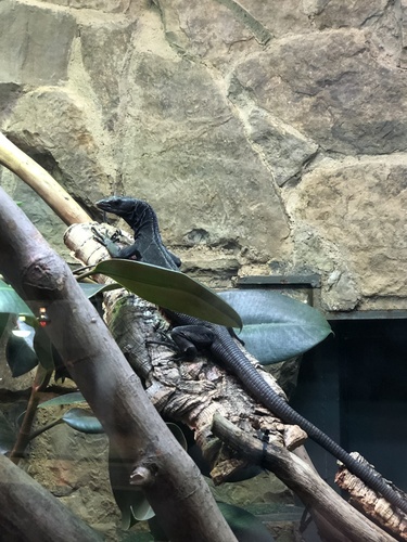 Black Tree Monitor, Varanus beccarii