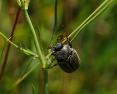 Phyllophaga lanceolata