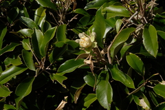 Capparis cynophallophora