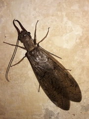 Megaloptera