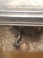 Plethodon shenandoah