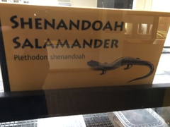 Plethodon shenandoah