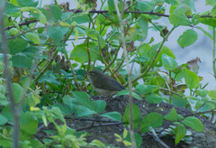 Phylloscopus canariensis