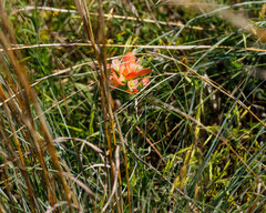 Castilleja indivisa