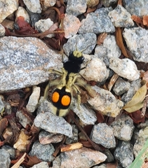 Hoplomutilla spinosa