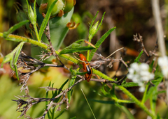 Phyllobrotica sororia