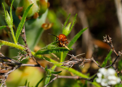 Phyllobrotica sororia