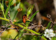 Phyllobrotica sororia