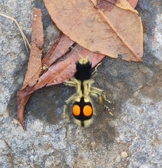 Hoplomutilla spinosa