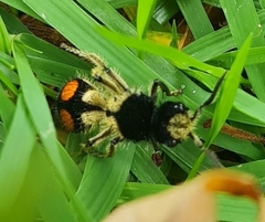 Hoplomutilla spinosa