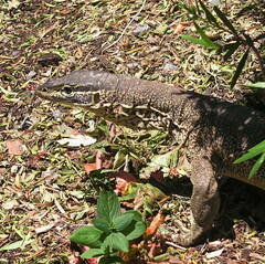 Varanus panoptes panoptes