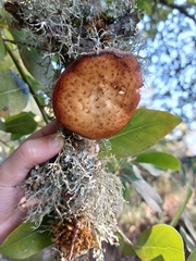 Polyporus tuberaster