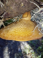 Polyporus tuberaster
