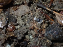 Lithobius forficatus