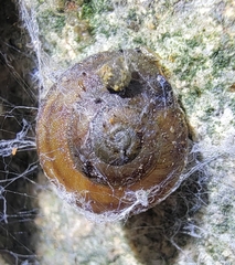 Helicigona lapicida