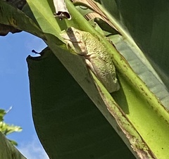 Osteopilus septentrionalis