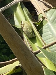 Osteopilus septentrionalis