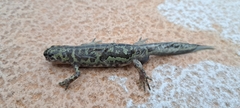 Triturus pygmaeus