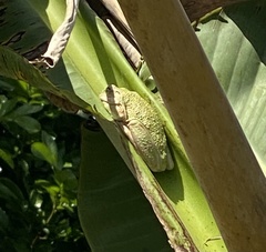 Osteopilus septentrionalis