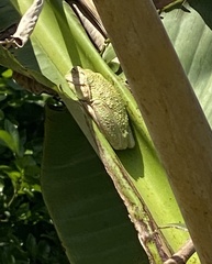 Osteopilus septentrionalis