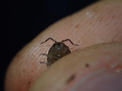 Armadillidiidae