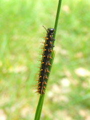 Argynnis paphia