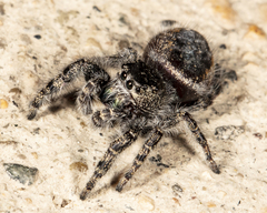 Phidippus borealis