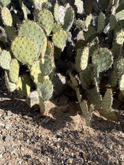 Ammospermophilus harrisii