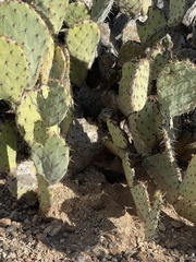 Ammospermophilus harrisii