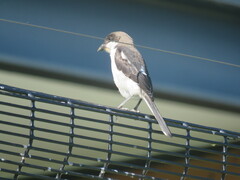 Lanius collaris collaris