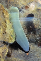 Trocheta subviridis