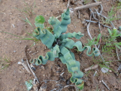 Trachyandra tortilis