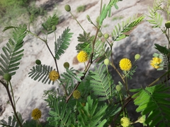 Vachellia aroma