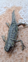 Triturus pygmaeus