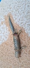 Triturus pygmaeus
