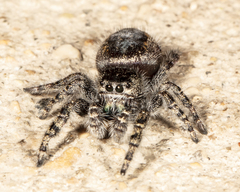Phidippus borealis