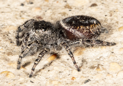 Phidippus borealis