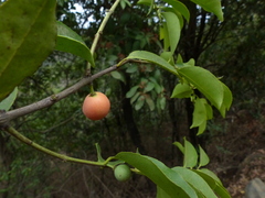 Salacia chinensis