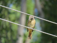 Knipolegus aterrimus