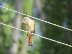 Knipolegus aterrimus