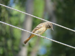 Knipolegus aterrimus