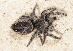 Phidippus borealis