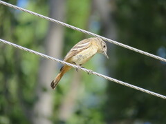 Knipolegus aterrimus