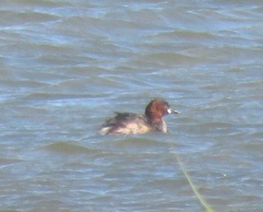 Tachybaptus ruficollis capensis