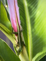 Anolis roquet