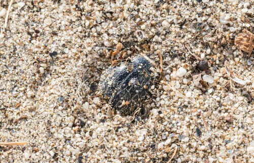 Edrotes ventricosus photo 6