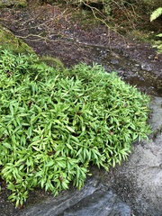 Sarcococca hookeriana
