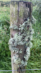 Evernia prunastri