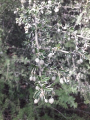 Atamisquea emarginata