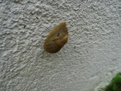 Drusia valenciennii